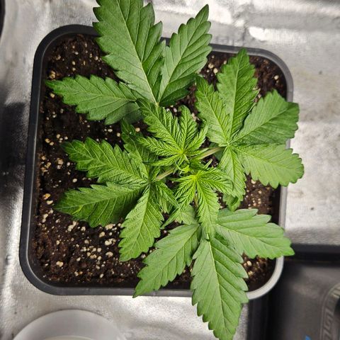Northern Lights #1  growlog timeline photo