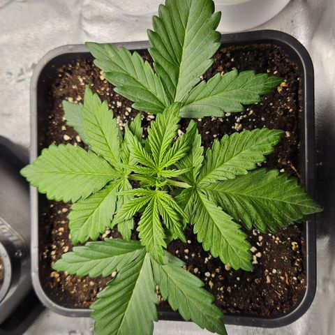 Northern Lights #2 growlog timeline photo