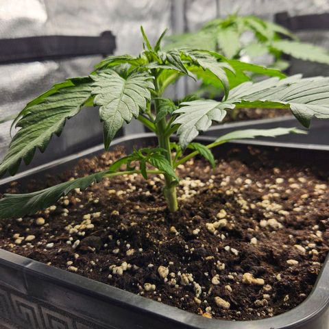 Northern Lights #2 growlog timeline photo