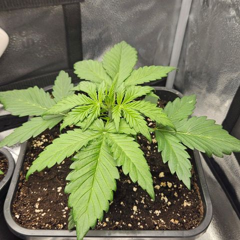 Northern Lights #2 growlog timeline photo