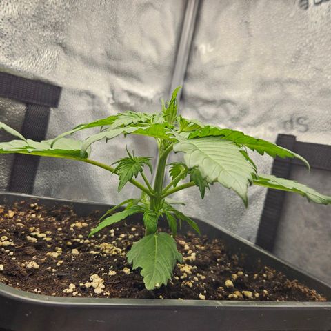 Northern Lights #2 growlog timeline photo