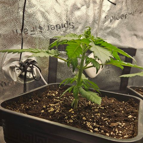 Northern Lights #1  growlog timeline photo