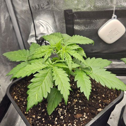Northern Lights #1  growlog timeline photo