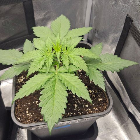 Northern Lights #2 growlog timeline photo