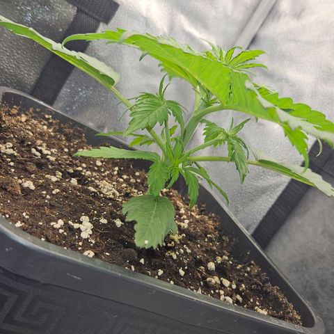 Northern Lights #2 growlog timeline photo