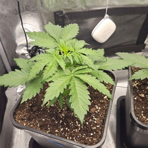 Northern Lights #1  growlog timeline photo
