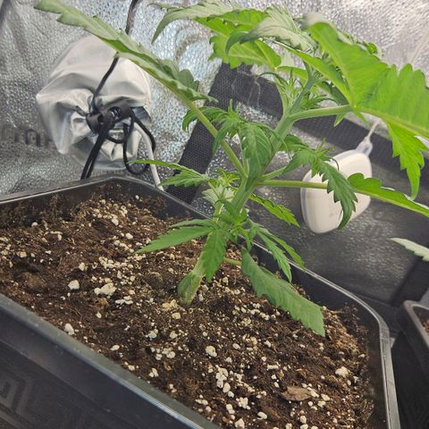Northern Lights #1  growlog timeline photo