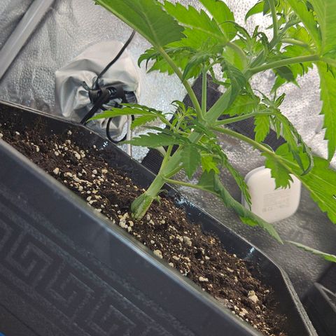 Northern Lights #1  growlog timeline photo