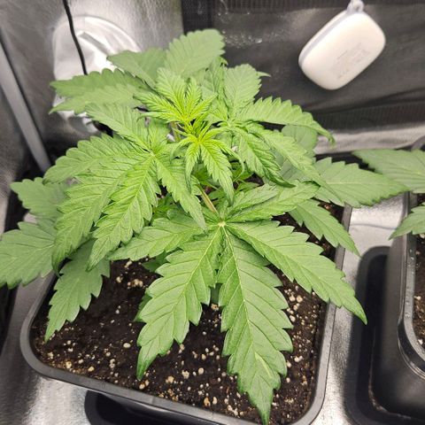 Northern Lights #1  growlog timeline photo