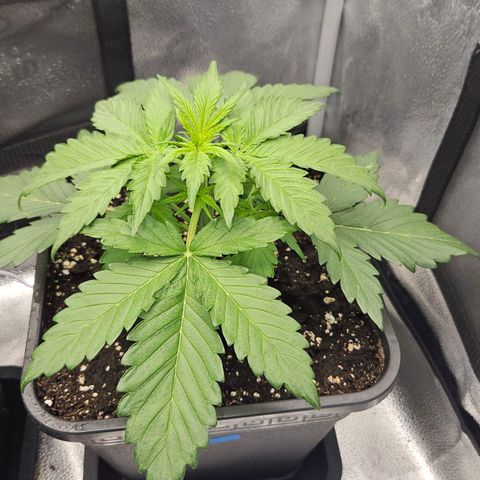 Northern Lights #2 growlog timeline photo