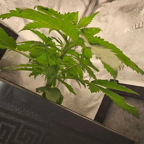 Northern Lights #2 growlog timeline photo