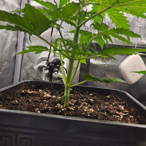 Northern Lights #1  growlog timeline photo