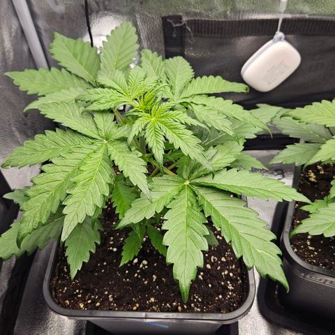 Northern Lights #1  growlog timeline photo