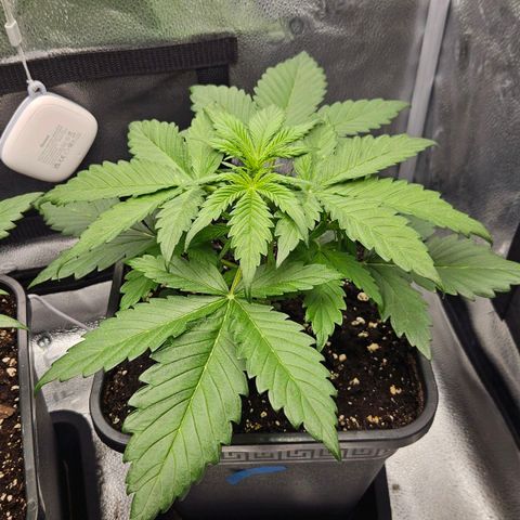 Northern Lights #2 growlog timeline photo