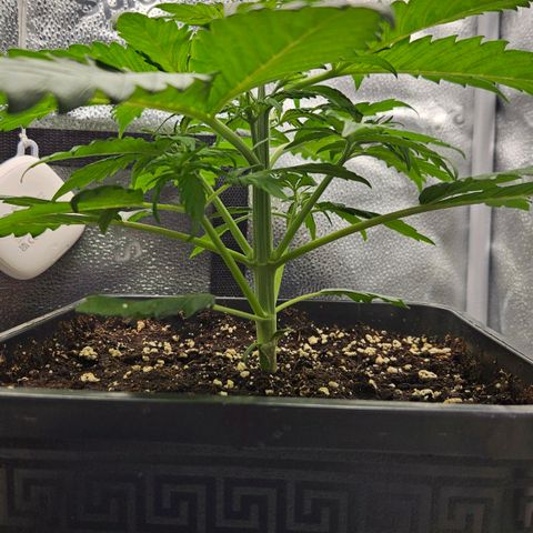 Northern Lights #2 growlog timeline photo