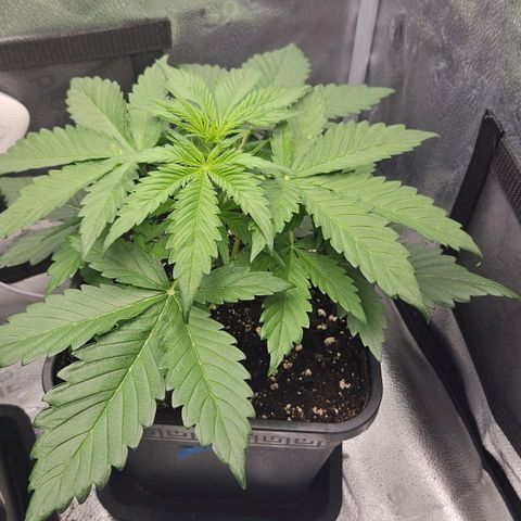 Northern Lights #2 growlog timeline photo