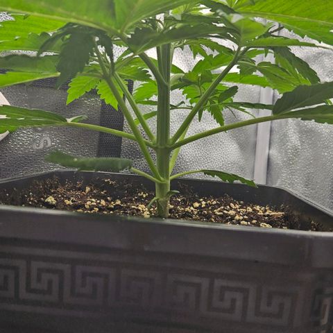 Northern Lights #2 growlog timeline photo