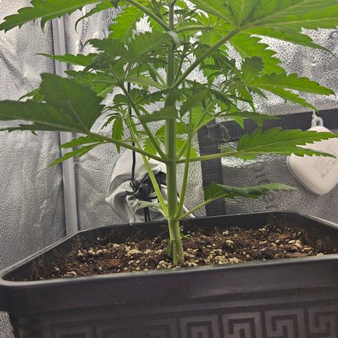 Northern Lights #1  growlog timeline photo