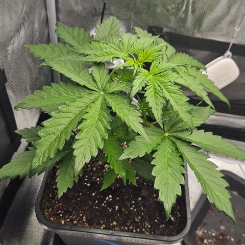 Northern Lights #1  growlog timeline photo