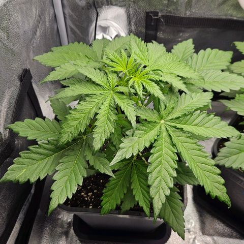 Northern Lights #1  growlog timeline photo