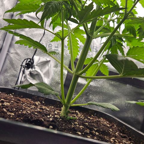 Northern Lights #1  growlog timeline photo