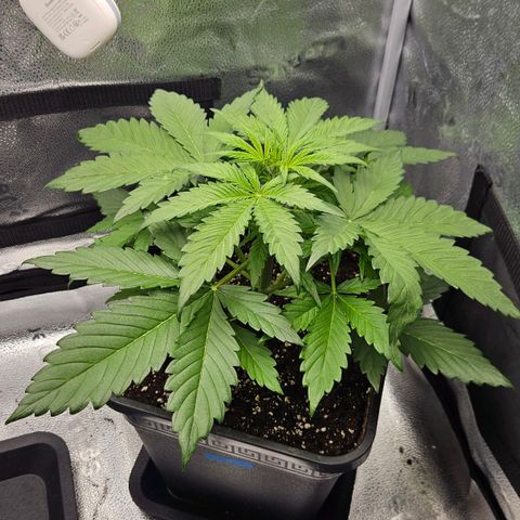 Northern Lights #2 growlog timeline photo