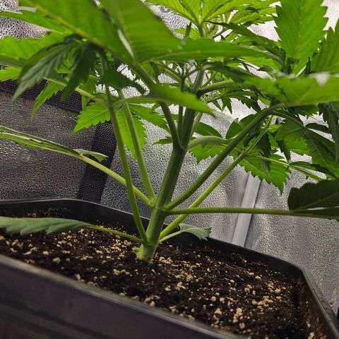 Northern Lights #2 growlog timeline photo