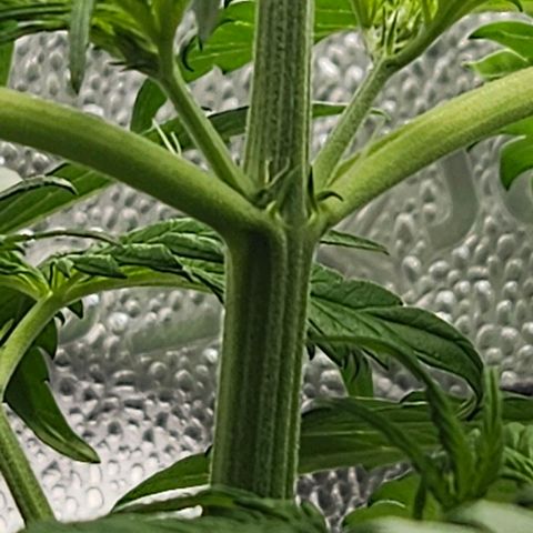 Northern Lights #1  growlog timeline photo
