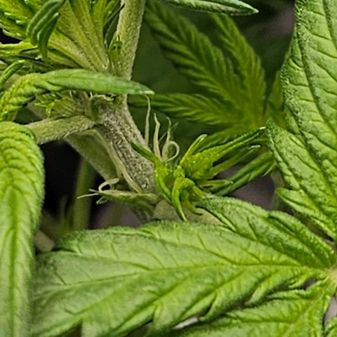 Northern Lights #1  growlog timeline photo