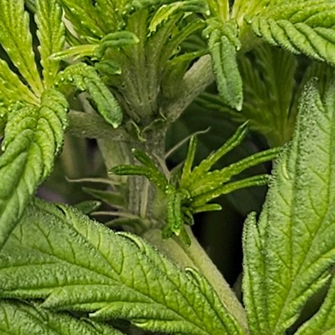 Northern Lights #2 growlog timeline photo