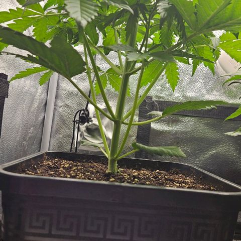 Northern Lights #1  growlog timeline photo