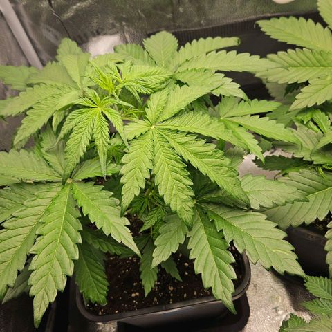 Northern Lights #1  growlog timeline photo