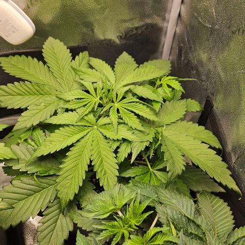 Northern Lights #2 growlog timeline photo