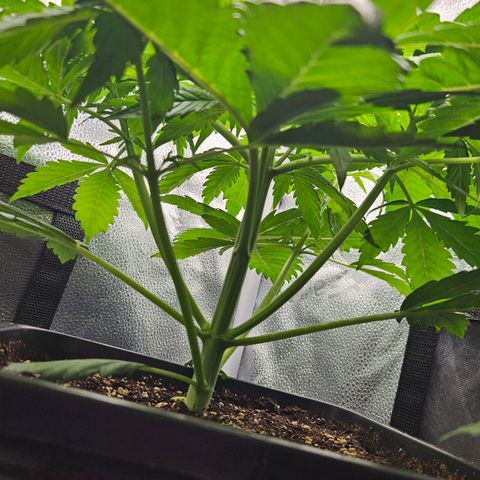 Northern Lights #2 growlog timeline photo