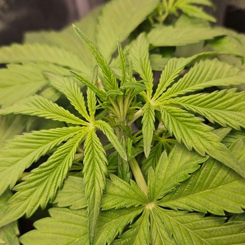 Northern Lights #2 growlog timeline photo