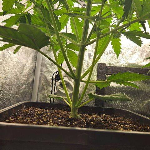 Northern Lights #1  growlog timeline photo