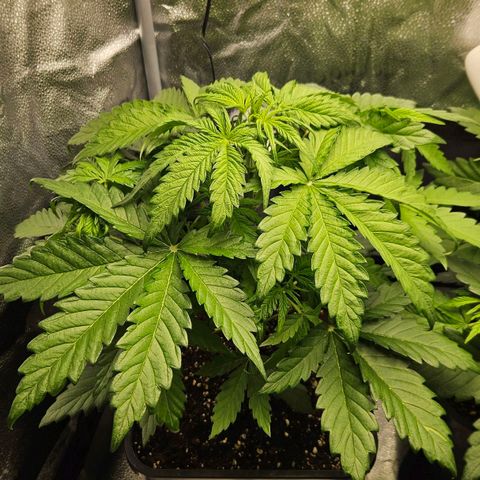 Northern Lights #1  growlog timeline photo