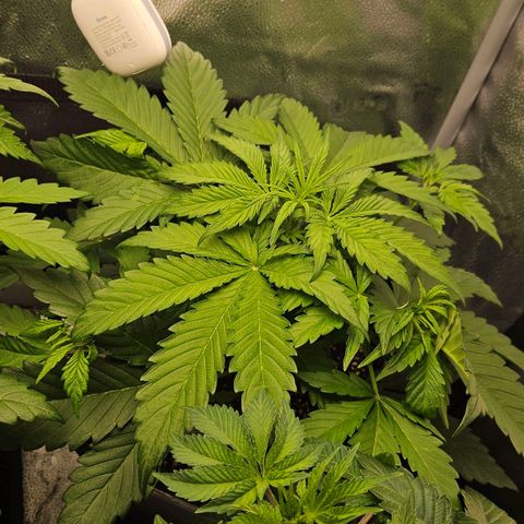 Northern Lights #2 growlog timeline photo