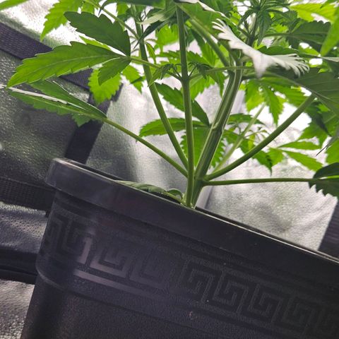 Northern Lights #2 growlog timeline photo