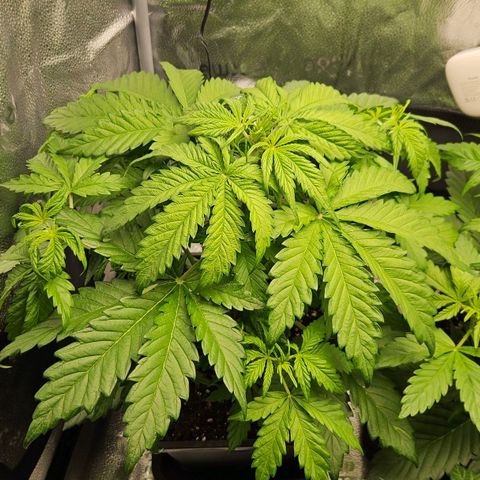 Northern Lights #1  growlog timeline photo