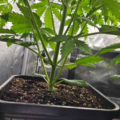 Northern Lights #1  growlog timeline photo