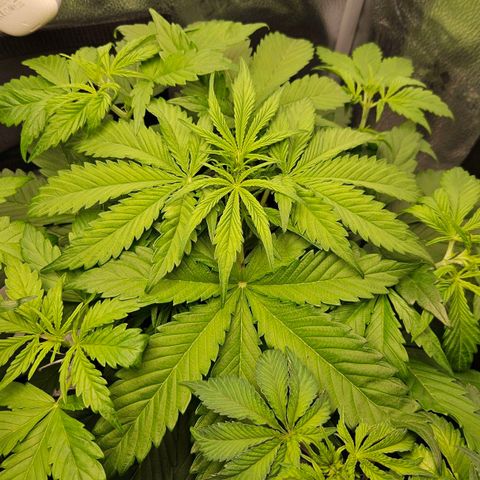 Northern Lights #2 growlog timeline photo