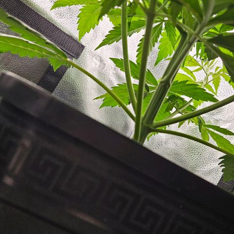 Northern Lights #2 growlog timeline photo
