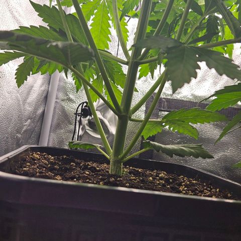 Northern Lights #1  growlog timeline photo