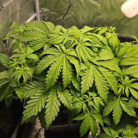 Northern Lights #1  growlog timeline photo