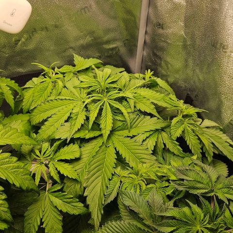 Northern Lights #2 growlog timeline photo
