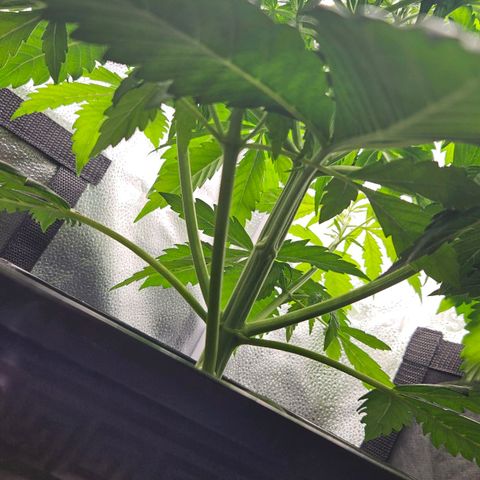 Northern Lights #2 growlog timeline photo