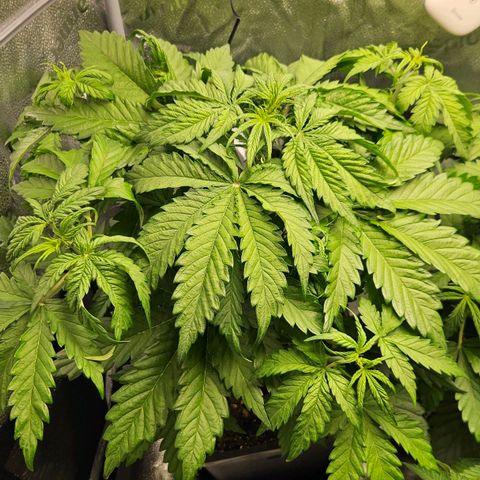 Northern Lights #1  growlog timeline photo