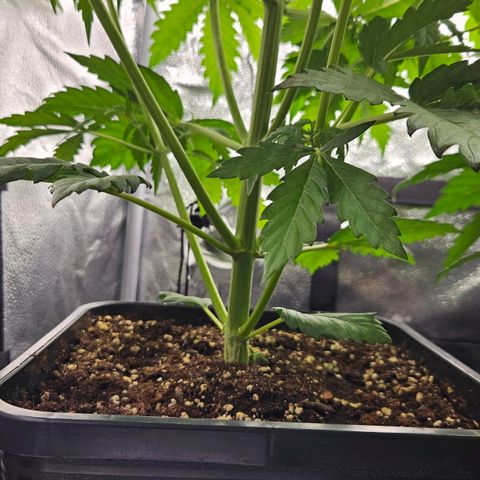 Northern Lights #1  growlog timeline photo