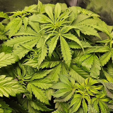 Northern Lights #2 growlog timeline photo
